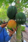 BAHRAIN, Al Jasra, house garden, Papaya fruit, BHR2262JPL