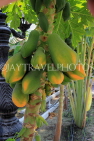 BAHRAIN, Al Jasra, house garden, Papaya fruit, on tree, BHR2443JPL