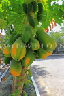 BAHRAIN, Al Jasra, house garden, Papaya fruit, on tree, BHR2444JPL