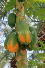 BAHRAIN, Al Jasra, house garden, Papaya fruit, on tree, BHR2445JPL