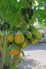 BAHRAIN, Al Jasra, house garden, Papaya fruit, on tree, BHR2446JPL