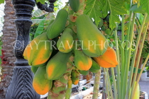 BAHRAIN, Al Jasra, house garden, Papaya fruit, on tree, BHR2447JPL