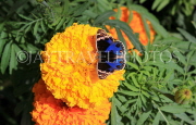 BAHRAIN, Al Jasra, house garden, butterfly on Marigold flower, BHR1906JPL