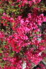 BAHRAIN, Al Jasra, house garden flowers, Bougainvillea, BHR2266JPL