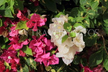 BAHRAIN, Al Jasra, house garden flowers, Bougainvillea, BHR2267JPL