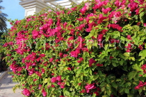 BAHRAIN, Al Jasra, house garden flowers, Bougainvillea, BHR2268JPL