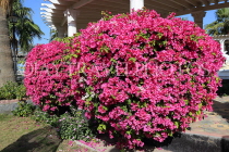 BAHRAIN, Al Jasra, house garden flowers, Bougainvillea, BHR2269JPL