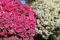 BAHRAIN, Al Jasra, house garden flowers, Bougainvillea, BHR2270JPL