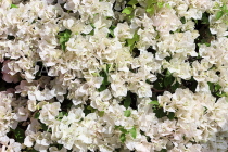 BAHRAIN, Al Jasra, house garden flowers, Bougainvillea, BHR2271JPL