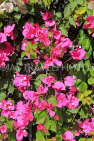 BAHRAIN, Al Jasra, house garden flowers, Bougainvillea, BHR2421JPL