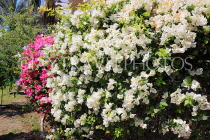 BAHRAIN, Al Jasra, house garden flowers, Bougainvillea, BHR2425JPL