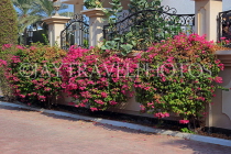 BAHRAIN, Al Jasra, house garden flowers, Bougainvillea, BHR2426JPL