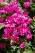 BAHRAIN, Al Jasra, house garden flowers, Bougainvillea flowers, BHR1485JPL