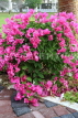 BAHRAIN, Al Jasra, house garden flowers, Bougainvillea flowers, BHR1487JPL