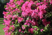 BAHRAIN, Al Jasra, house garden flowers, Bougainvillea flowers, BHR1803JPL