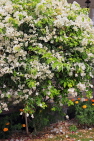 BAHRAIN, Al Jasra, house garden flowers, Bougainvillea flowers, BHR1805JPL