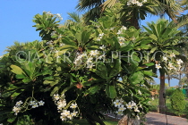 BAHRAIN, Al Jasra, house garden flowers, Frangipani (Plumeria) flowers, BHR2440JPL