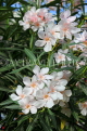 BAHRAIN, Al Jasra, house garden flowers, Oleander flowers, BHR1467JPL