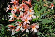 BAHRAIN, Al Jasra, house garden flowers, Oleander flowers, BHR2430JPL
