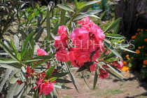 BAHRAIN, Al Jasra, house garden flowers, Oleander flowers, BHR2431JPL