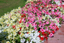 BAHRAIN, Al Jasra, house garden flowers, Petunias, BHR2442JPL