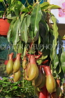 BAHRAIN, Budaiya, Farmers' Market, Carnivorous plants for sale, BHR2319JPL