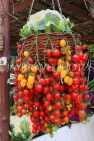 BAHRAIN, Budaiya, Farmers' Market, Tomatoes hanging from basket, BHR2318JPL