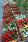 BAHRAIN, Budaiya, Farmers' Market, flower stall, BHR1021JPL