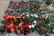 BAHRAIN, Budaiya, Farmers' Market, flower stalls, BHR2054JPL