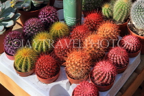 BAHRAIN, Budaiya, Farmers' Market, flower stalls, cactus, BHR2316JPL