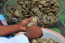 BAHRAIN, Budaiya, Farmers' Market, man opening oysters, BHR2087JPL