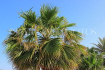BAHRAIN, Date Palm tree, BHR1375JPL