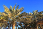 BAHRAIN, Date Palm tree, BHR1815JPL