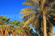 BAHRAIN, Date Palm tree, BHR1816JPL