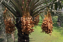 BAHRAIN, Date Palm tree with fruit, BHR542JPL