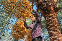 BAHRAIN, Date Palms, farmer harvesting dates, BHR2551JPL