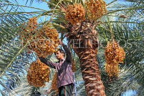 BAHRAIN, Date Palms, farmer harvesting dates, BHR2552JPL