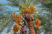 BAHRAIN, Date Palms, farmer harvesting dates, BHR2553JPL
