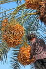 BAHRAIN, Date Palms, farmer harvesting dates, BHR2554JPL
