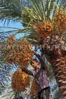 BAHRAIN, Date Palms, farmer harvesting dates, BHR2555JPL