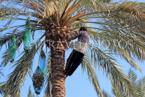 BAHRAIN, Date Palms, farmer harvesting dates, climbing tree, BHR2556JPL