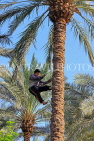 BAHRAIN, Date Palms, farmer harvesting dates, climbing tree, BHR2557JPL