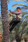BAHRAIN, Date Palms, farmer harvesting dates, climbing tree, BHR2558JPL