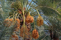 BAHRAIN, Date Palms, fruit ready for harvesting, BHR2559JPL