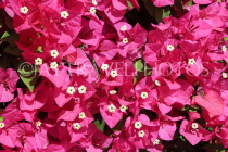 BAHRAIN, Manama, Bougainvillea flowers, BHR2273JPL