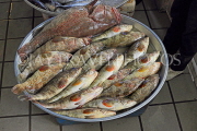 BAHRAIN, Manama, Central Market, Fish Market, Hammour fish, BHR1691JPL