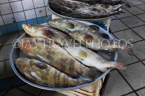 BAHRAIN, Manama, Central Market, Fish Market, Hammour fish, BHR2121JPL