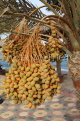 BAHRAIN, Manama, Date palm tree, with fruit, BHR227JPL