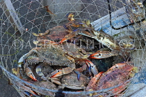 BAHRAIN, Muharraq, Hidd Fish Market, Crabs, BHR2379JPL