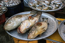 BAHRAIN, Muharraq, Hidd Fish Market, Hammour fish, BHR2378JPL